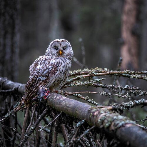 Жилет рыболовный дышащий, сетчатый, Хаки, XXXL